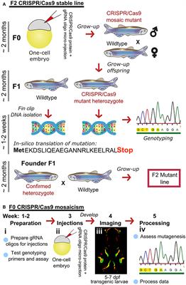 Zebrafish practical approach